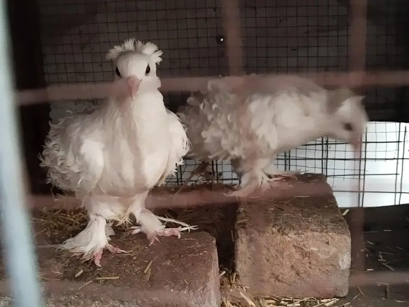 Frillback breeder pair with one chick — photo 2