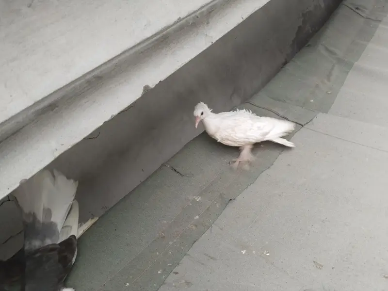 Frillback breeder pair with one chick — photo 5