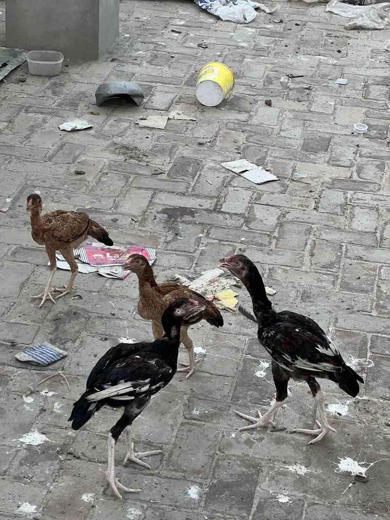 Aseel — photo 6