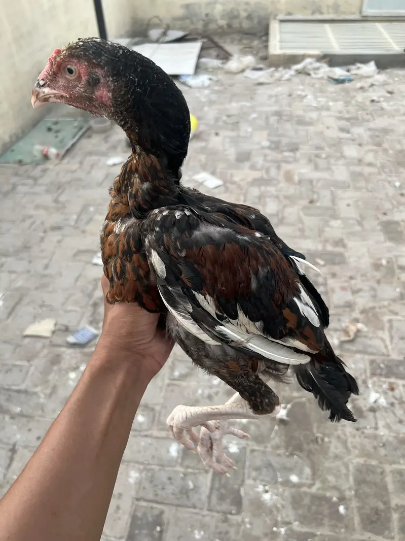 Aseel — photo 10