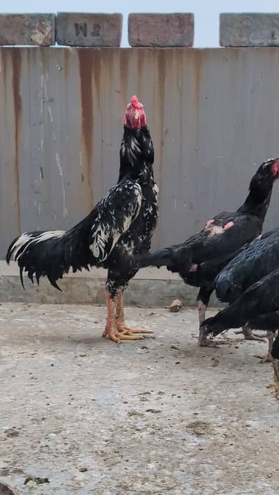 Black Oshamoo - Shamoo Male -