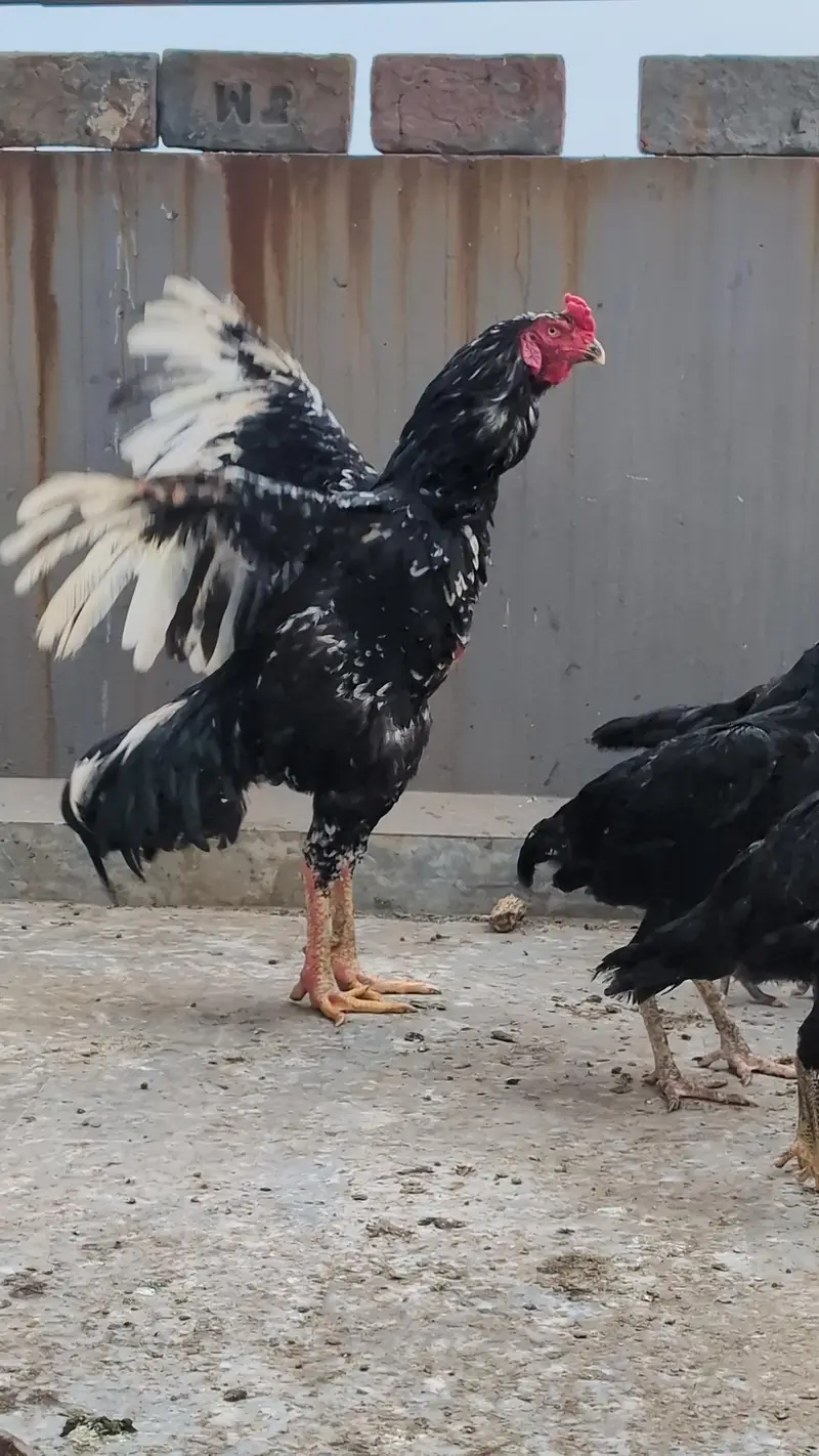Black Oshamoo - Shamoo Male - — photo 2