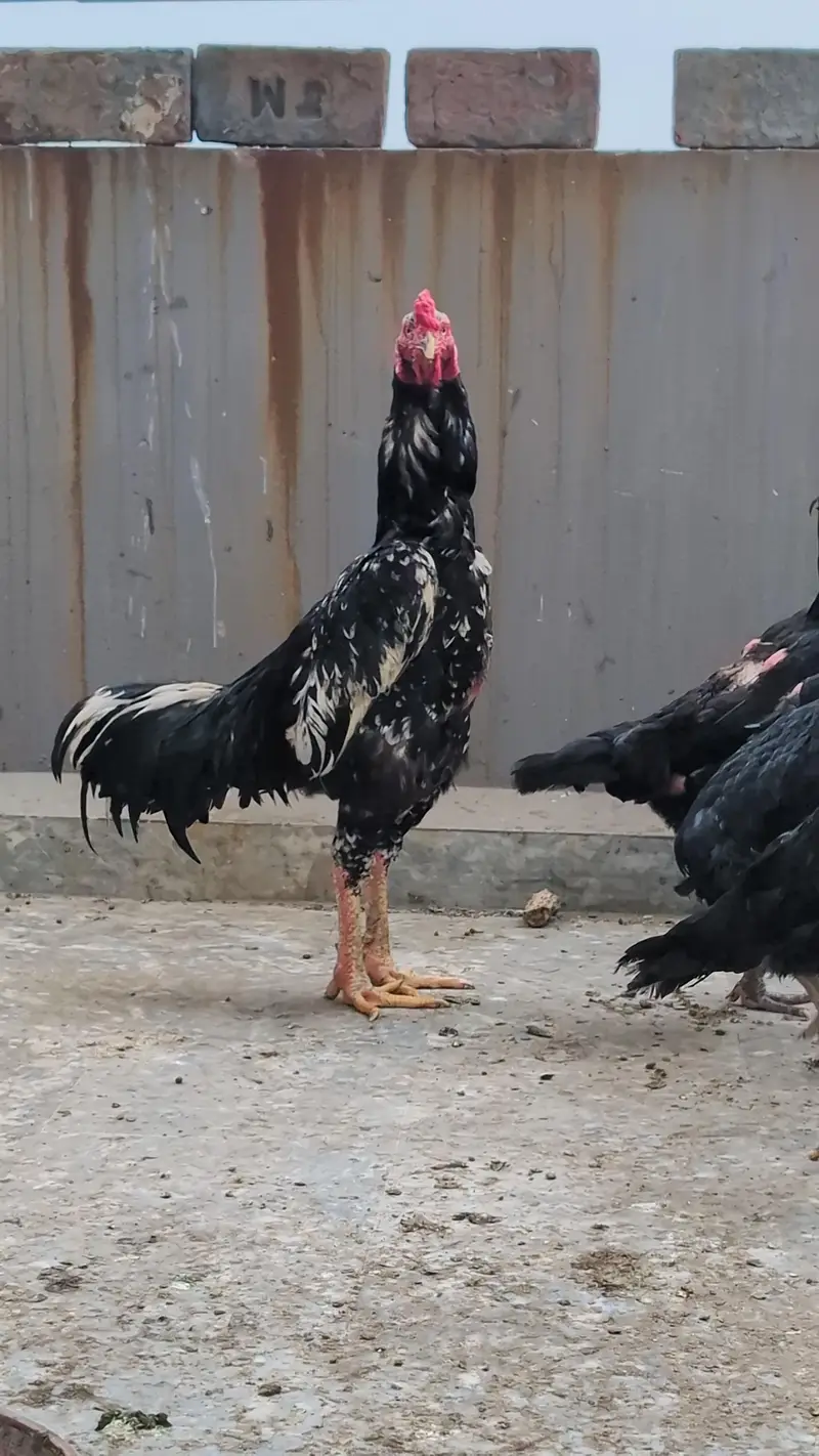 Black Oshamoo - Shamoo Male - — photo 3