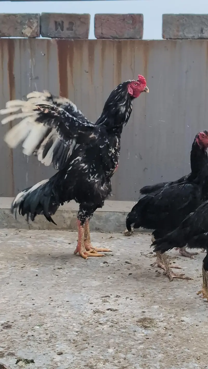 Black Oshamoo - Shamoo Male - — photo 4