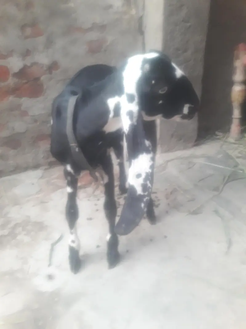 Amritsari Beetal Bakra Breeder Quality Bacha WhatsApp 03494630682 — photo 5