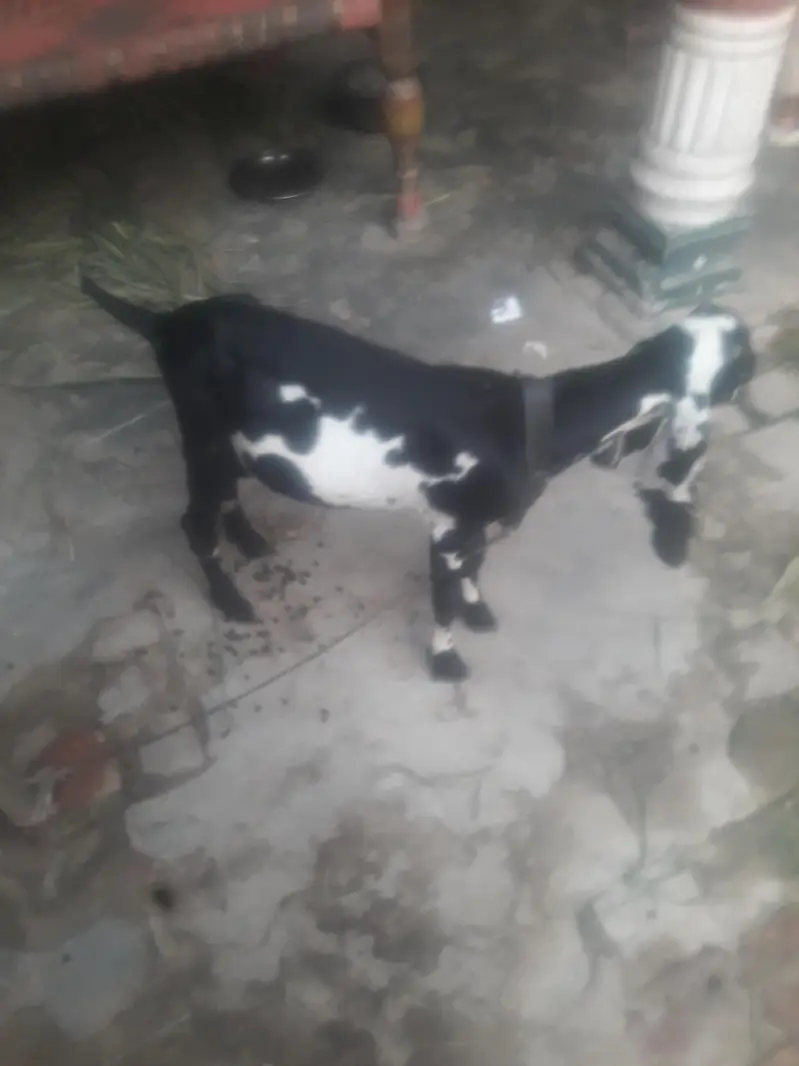 Amritsari Beetal Bakra Breeder Quality Bacha WhatsApp 03494630682 — photo 6