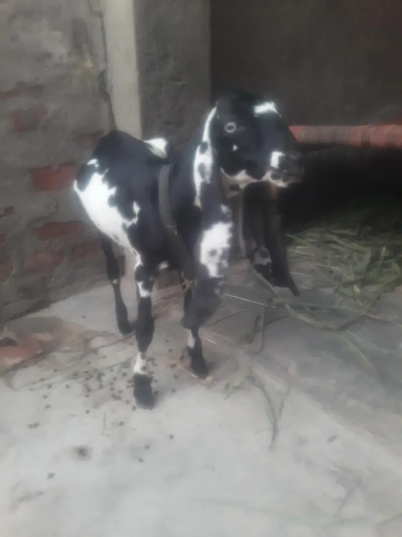 Amritsari Beetal Bakra Breeder Quality Bacha WhatsApp 03494630682 — photo 7