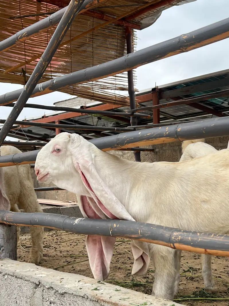Gulabi Pair available for sale