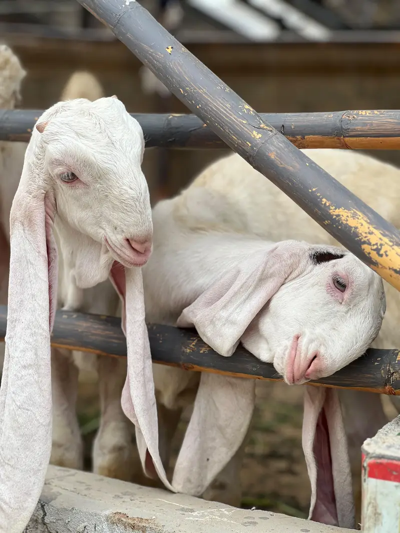 Gulabi Pair available for sale — photo 3