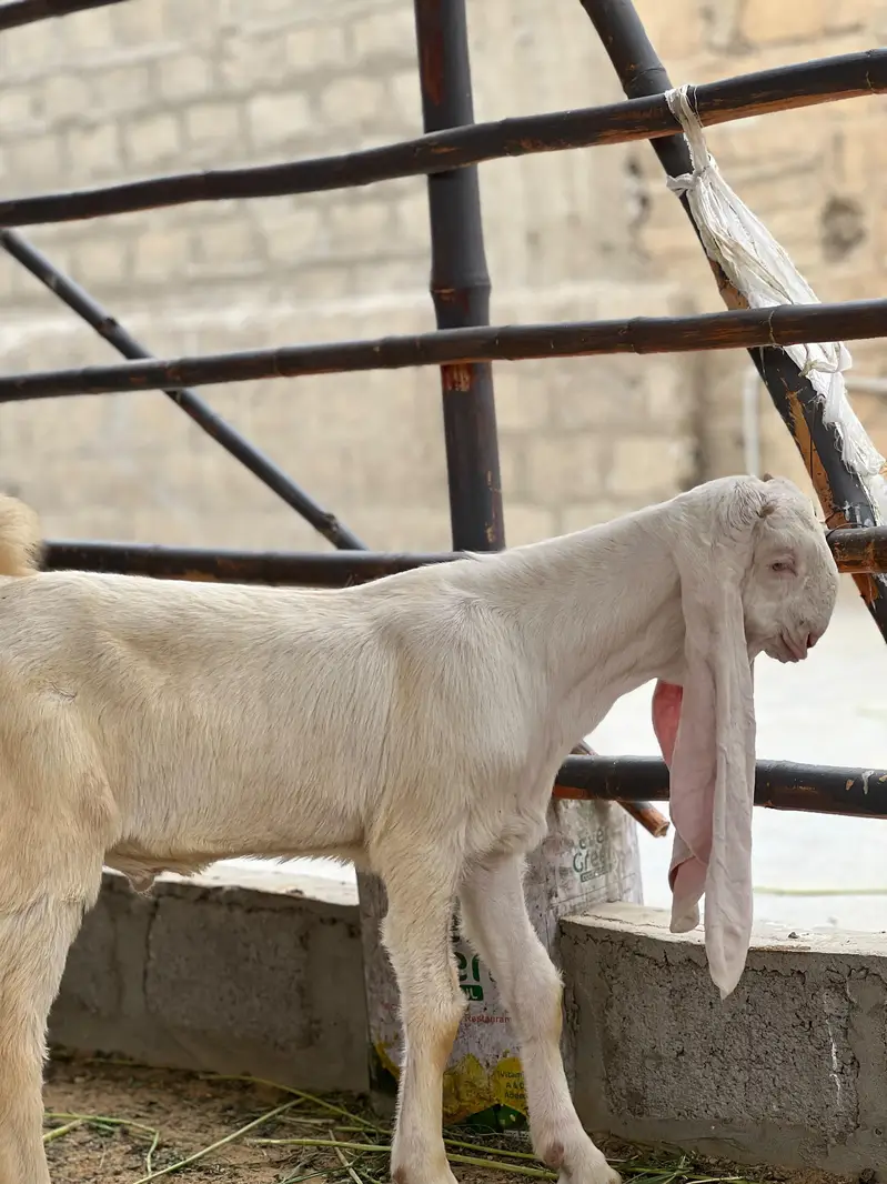 Gulabi Pair available for sale — photo 4