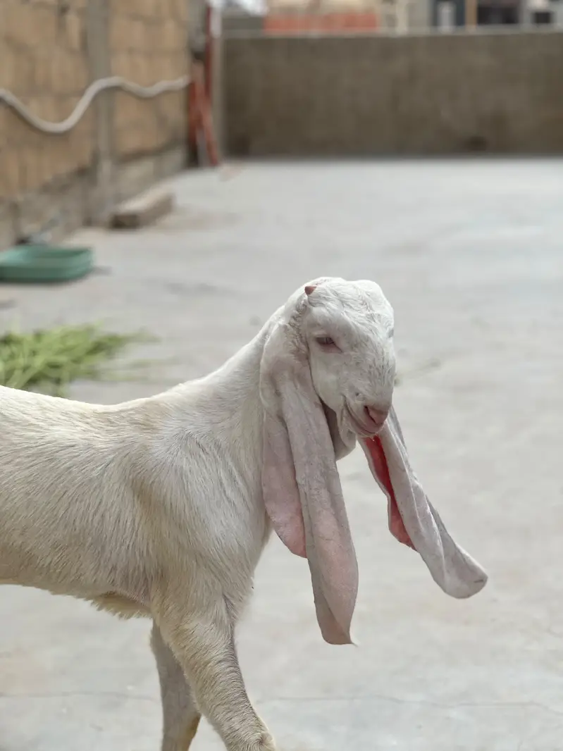 Gulabi Pair available for sale — photo 6