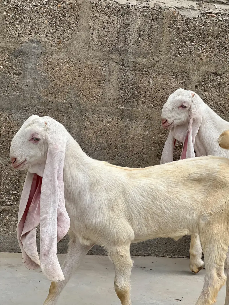 Gulabi Pair available for sale — photo 7