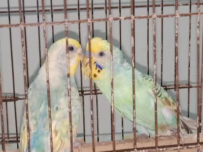 Rainbow Budgies – Breeder Pair for Sale