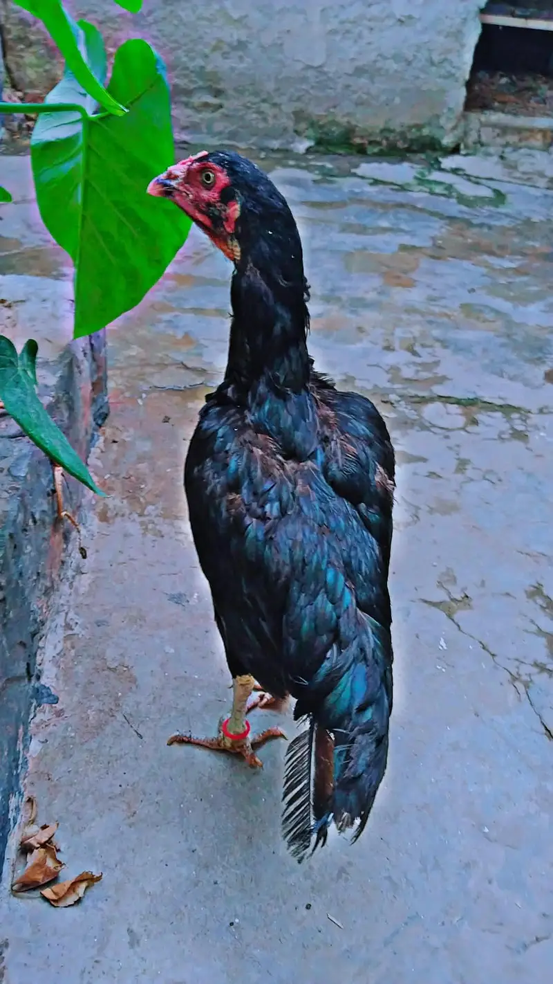 aseel mushki Madi for sale — photo 2