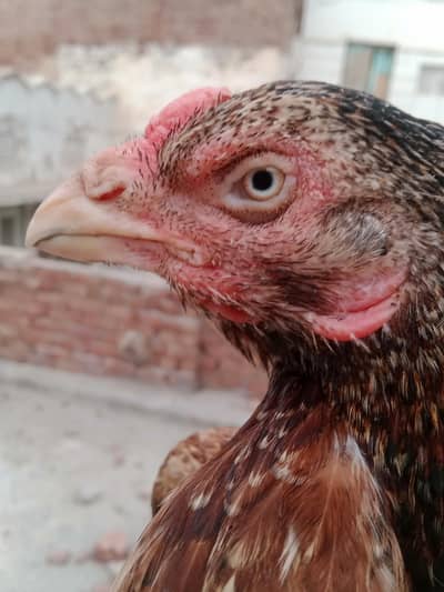 aseel murgi for sale ha WhatsApp 03265213565 eggs laying
