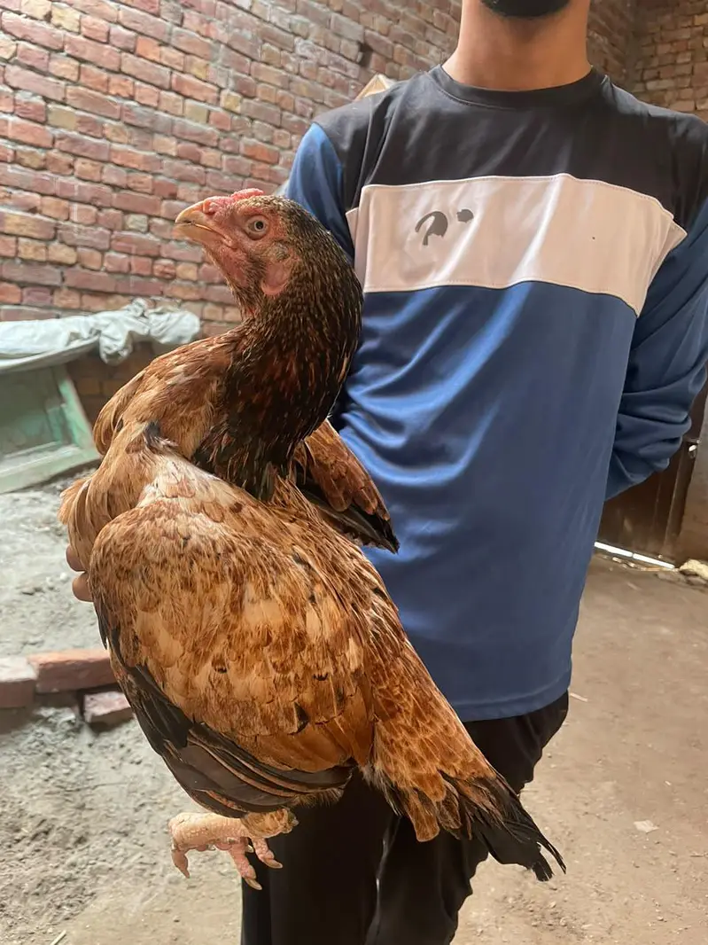 aseel murgi for sale ha WhatsApp 03265213565 eggs laying — photo 2