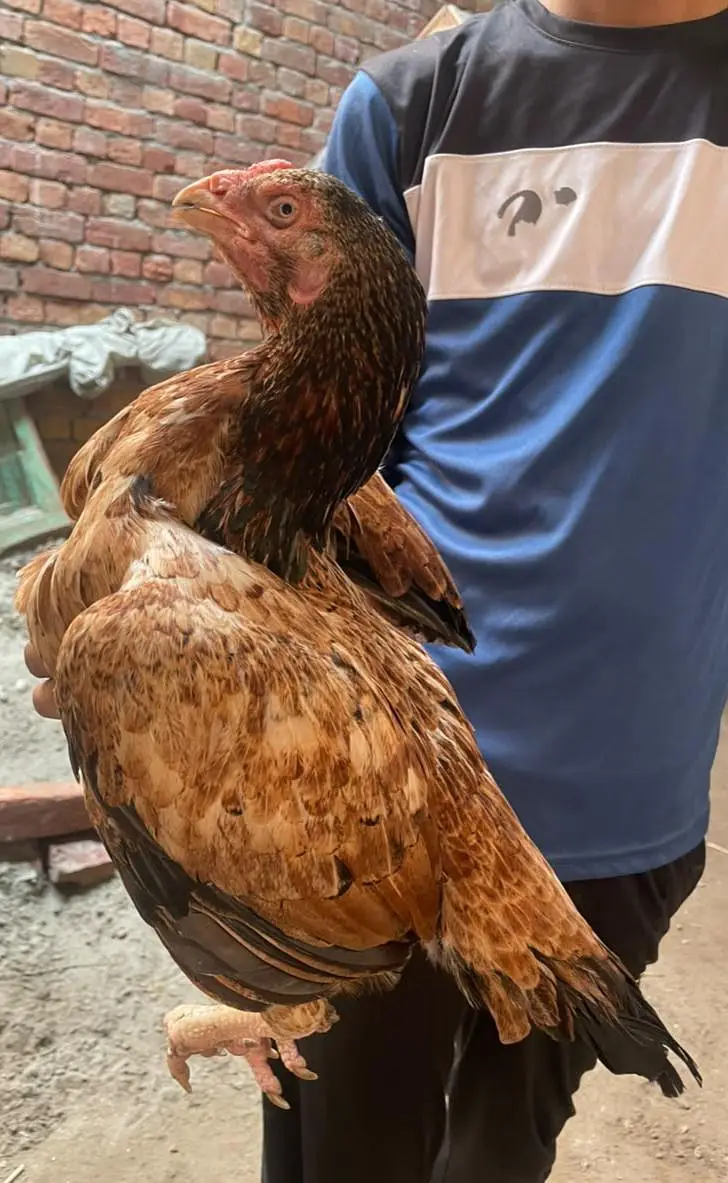 aseel murgi for sale ha WhatsApp 03265213565 eggs laying — photo 3