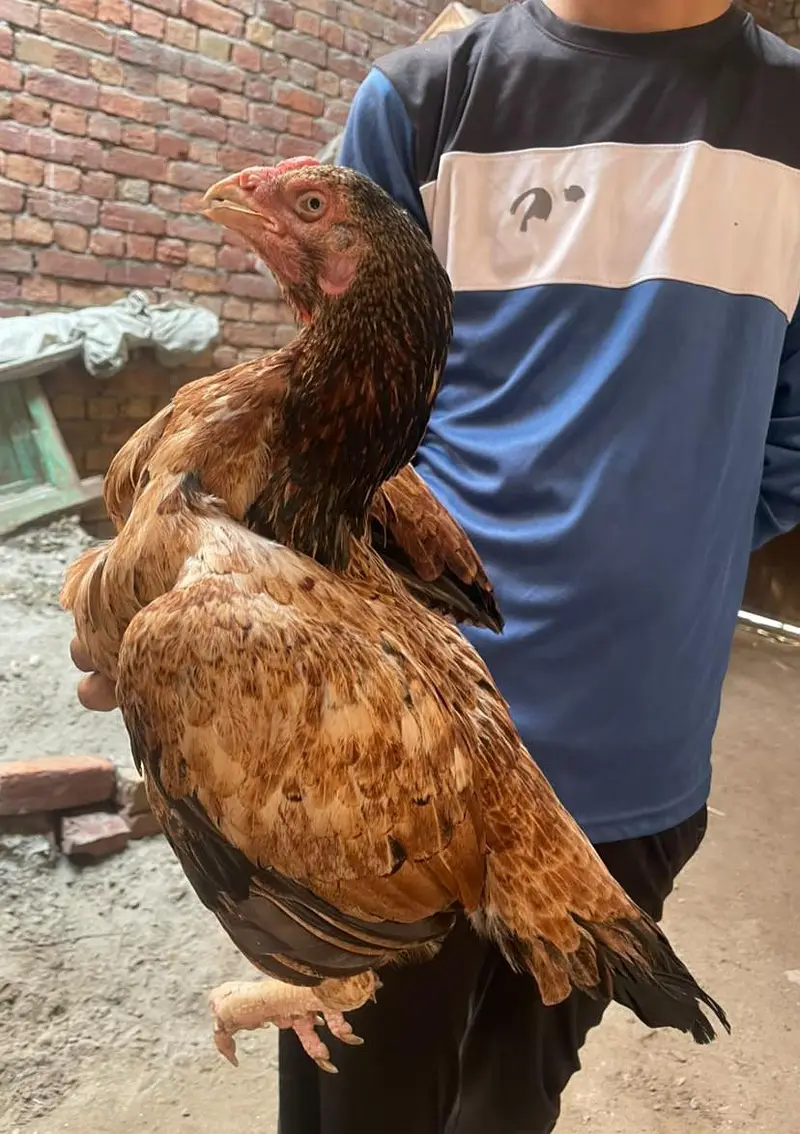 aseel murgi for sale ha WhatsApp 03265213565 eggs laying — photo 4