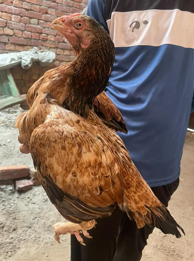 aseel murgi for sale ha WhatsApp 03265213565 eggs laying — photo 5