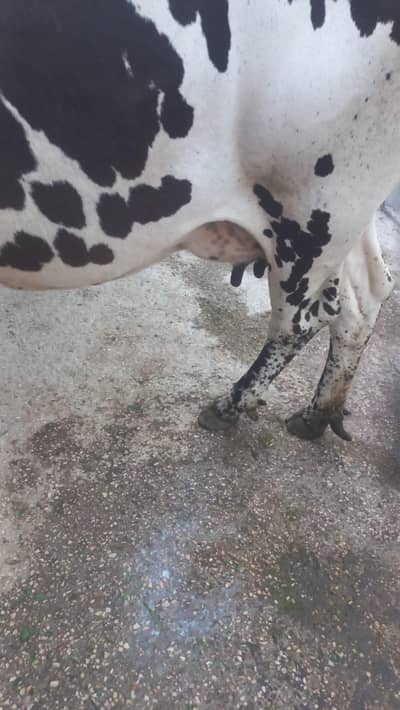 Cow for sale