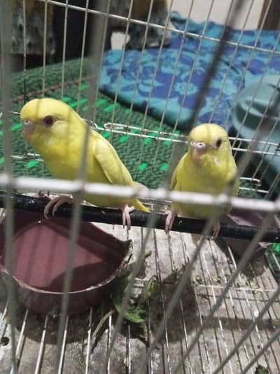 1200 rs red eyes lutino budgies pair 