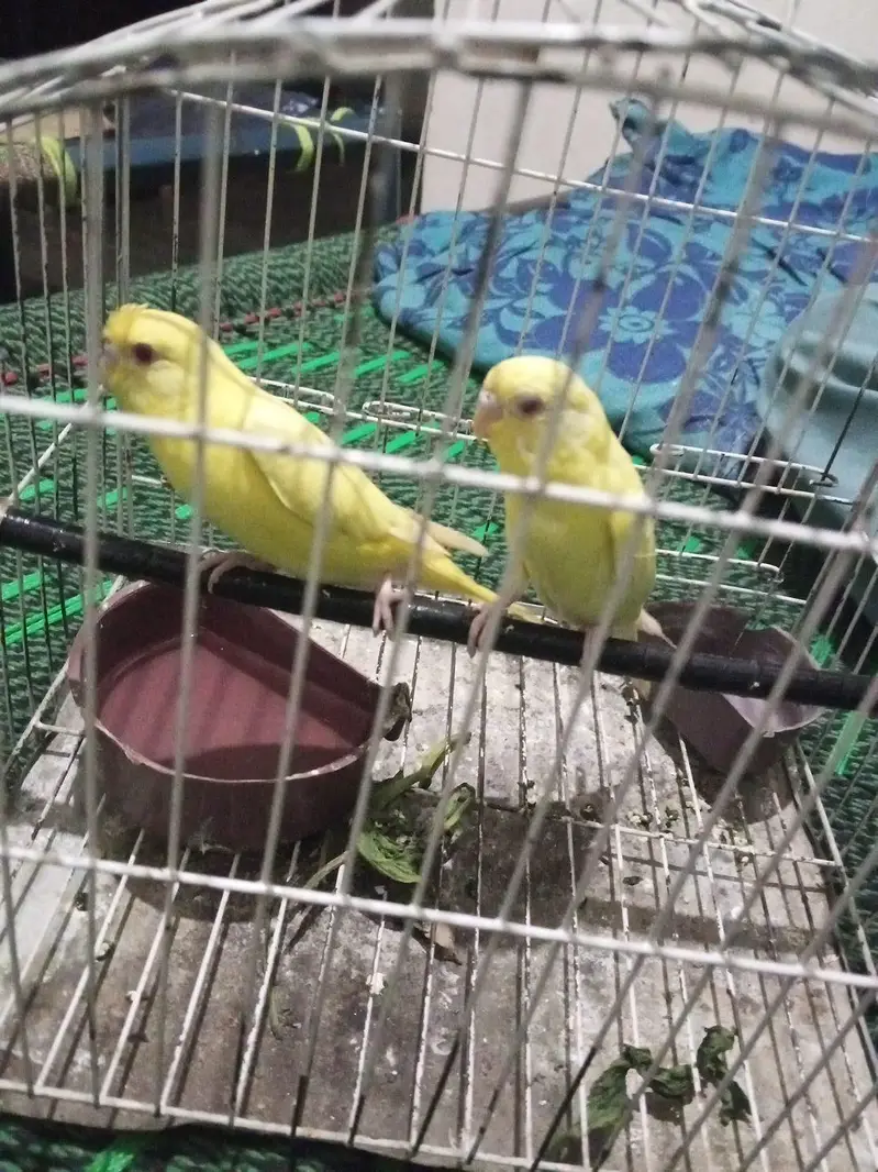 1200 rs red eyes lutino budgies pair  — photo 2