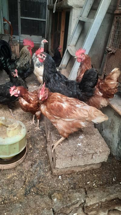 LOHMANN BROWN EGG Lying FEMALES