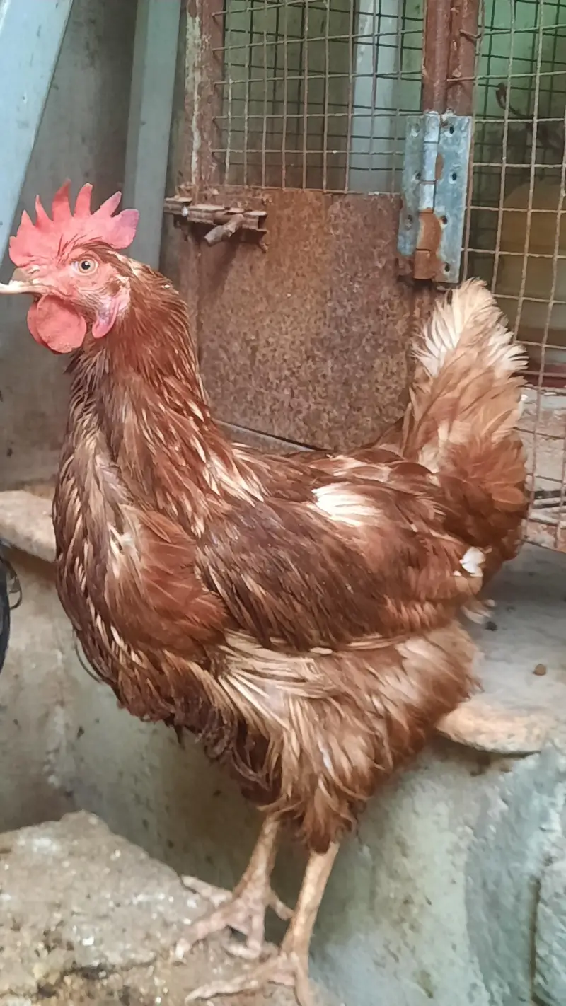 LOHMANN BROWN EGG Lying FEMALES — photo 2