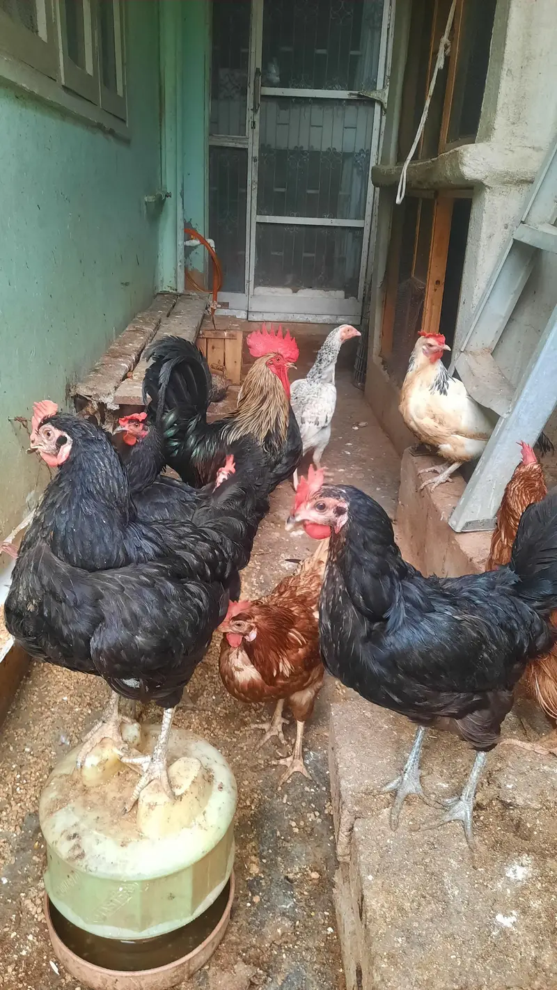 LOHMANN BROWN EGG Lying FEMALES — photo 3