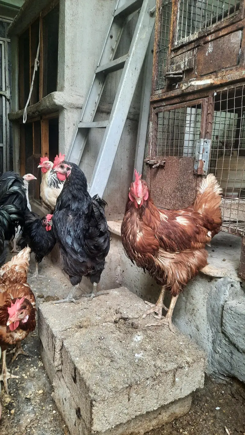 LOHMANN BROWN EGG Lying FEMALES — photo 4