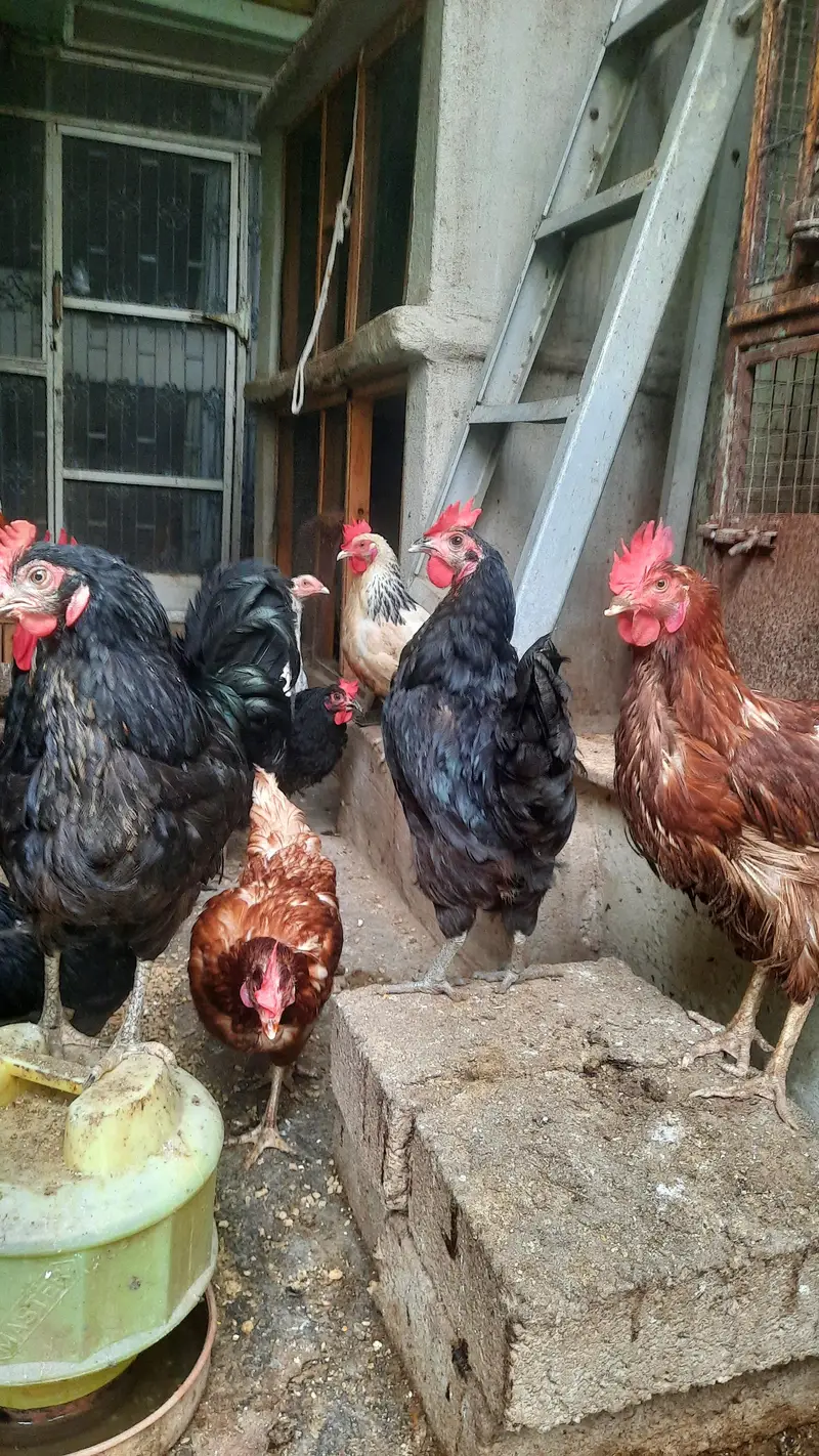 LOHMANN BROWN EGG Lying FEMALES — photo 5