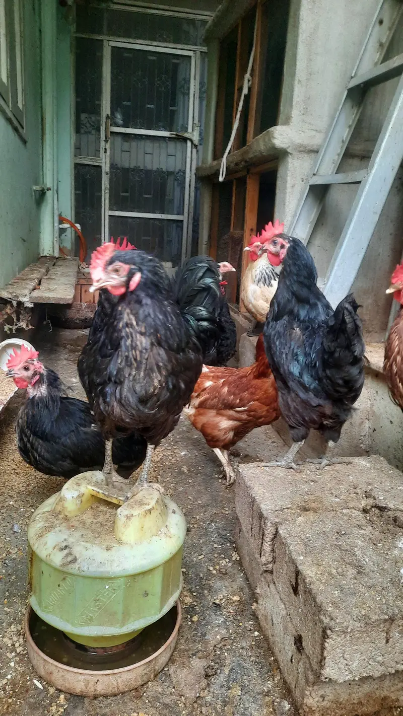 LOHMANN BROWN EGG Lying FEMALES — photo 6