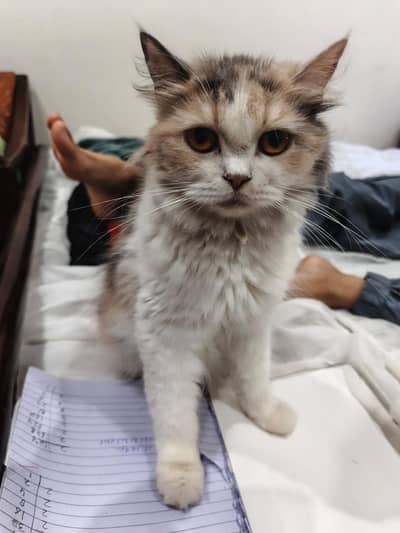 Cats for sale