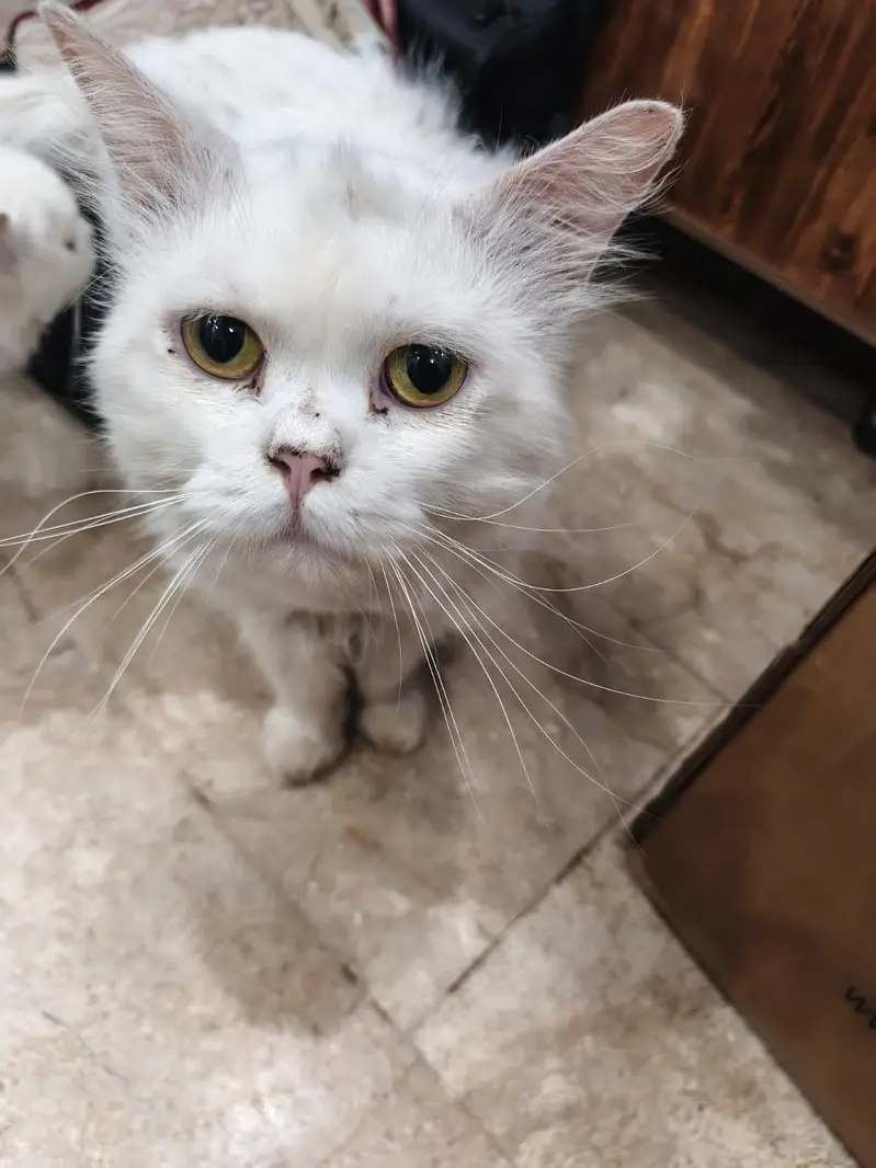 Cats for sale — photo 2
