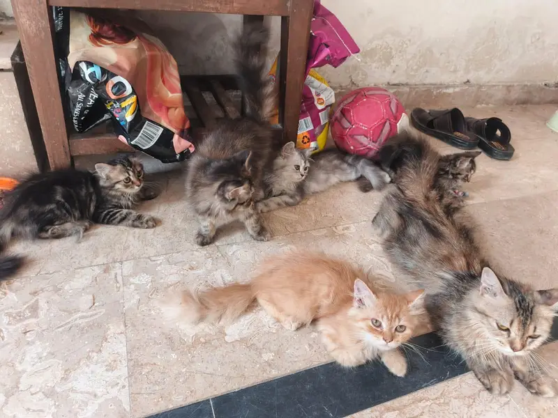Cats for sale — photo 3