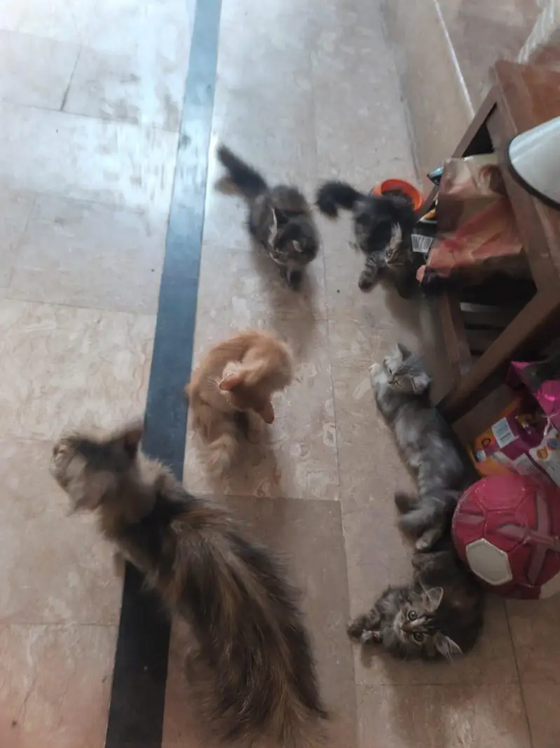 Cats for sale — photo 4