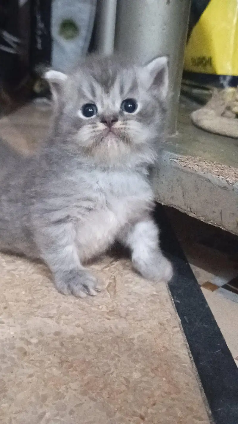 Cats for sale — photo 5