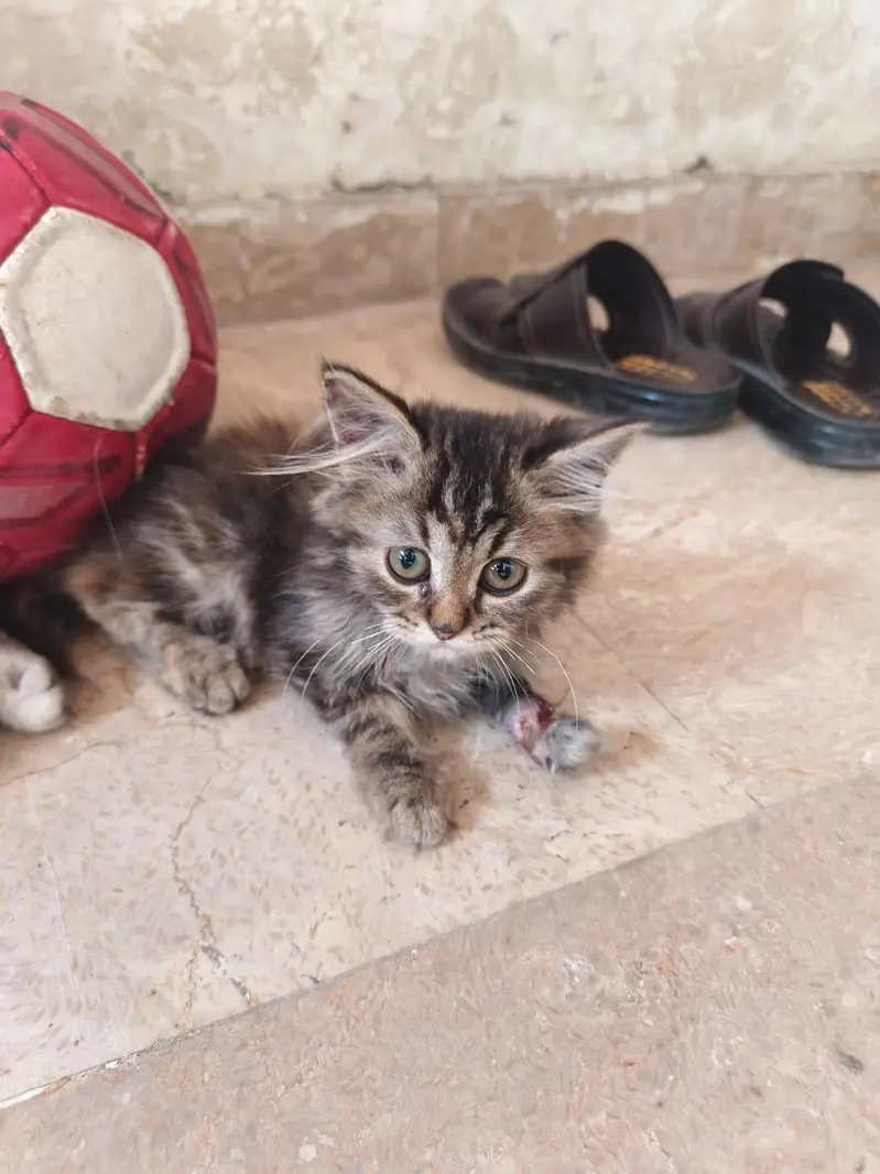 Cats for sale — photo 6