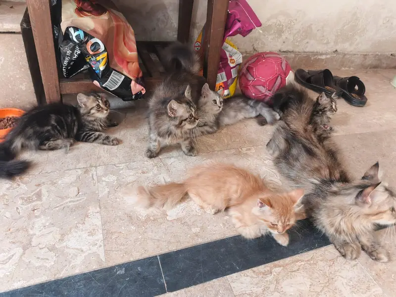 Cats for sale — photo 7