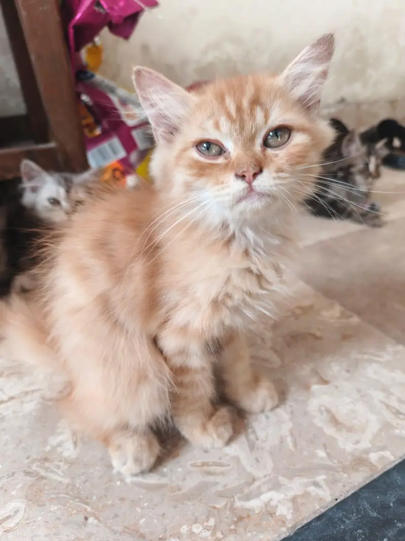 Cats for sale — photo 8