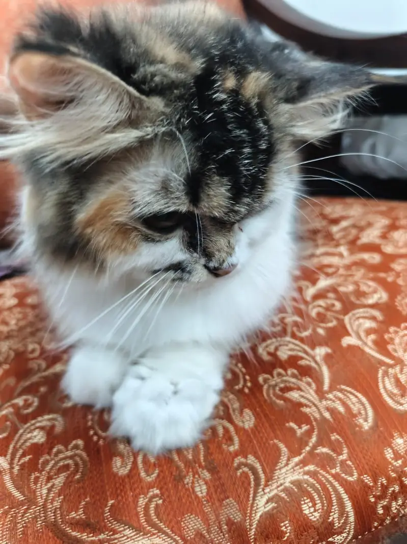 Cats for sale — photo 9