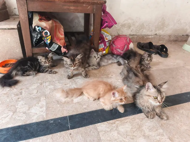 Cats for sale — photo 11