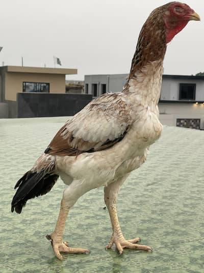 Excellent quality Pakistani aseel breeder female