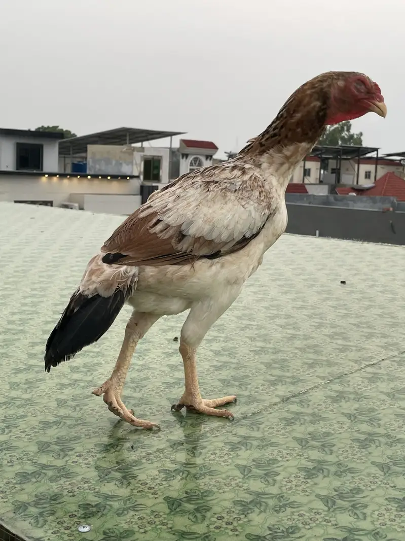 Excellent quality Pakistani aseel breeder female — photo 2