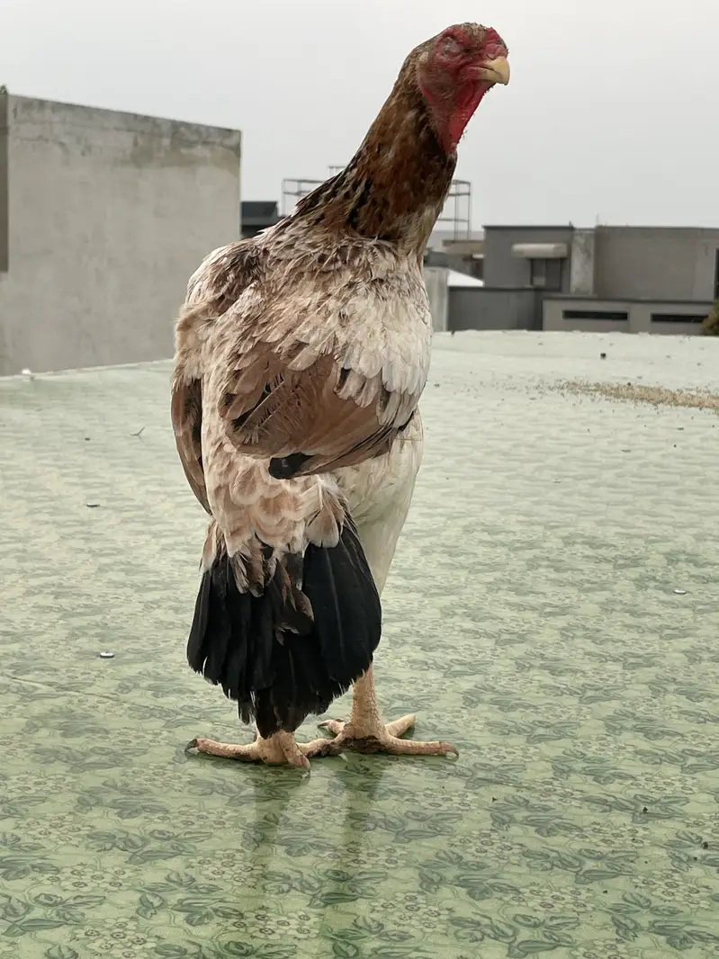 Excellent quality Pakistani aseel breeder female — photo 3
