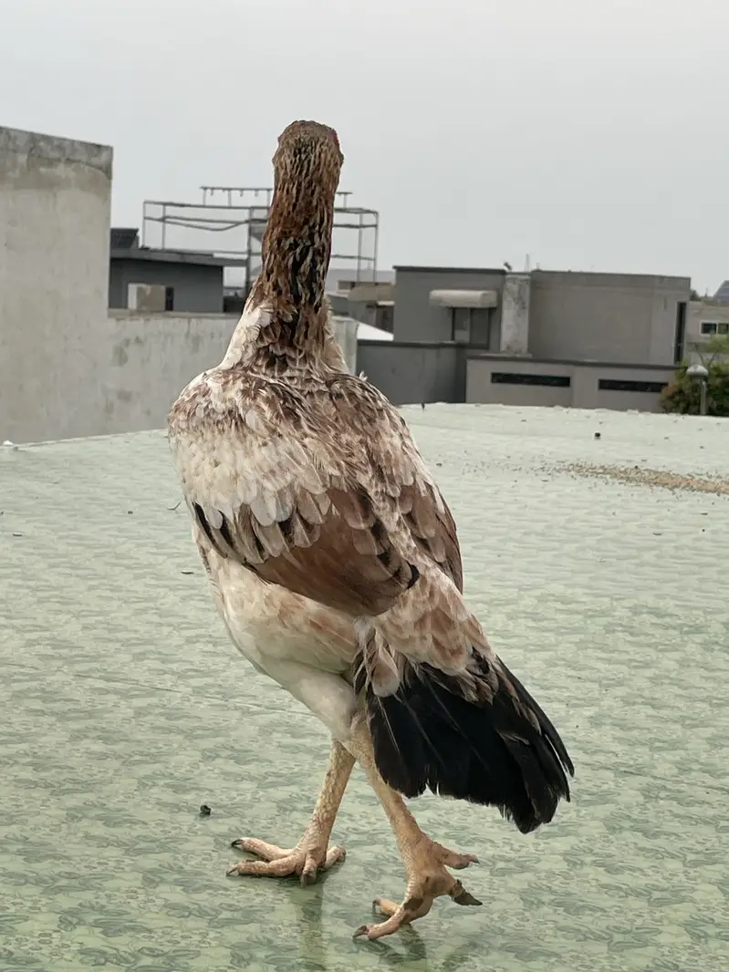Excellent quality Pakistani aseel breeder female — photo 4