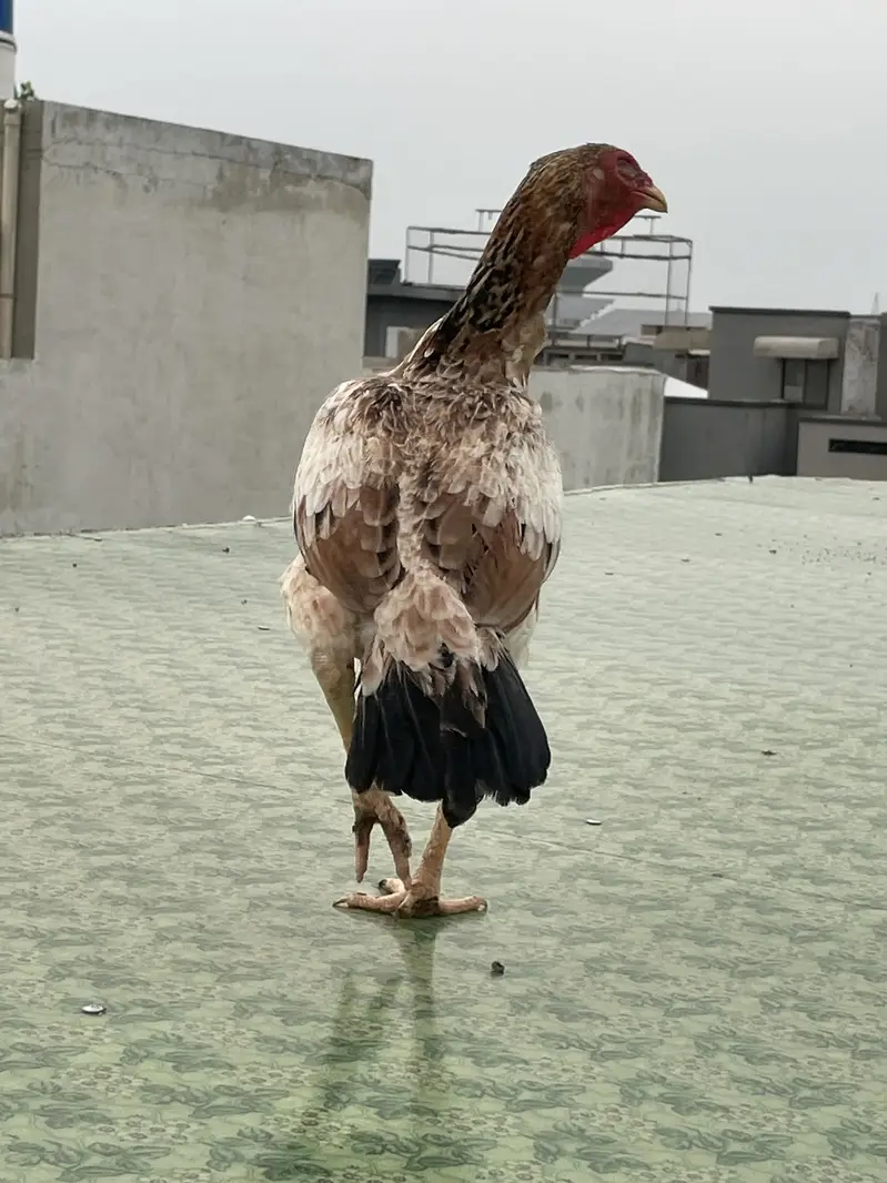 Excellent quality Pakistani aseel breeder female — photo 5