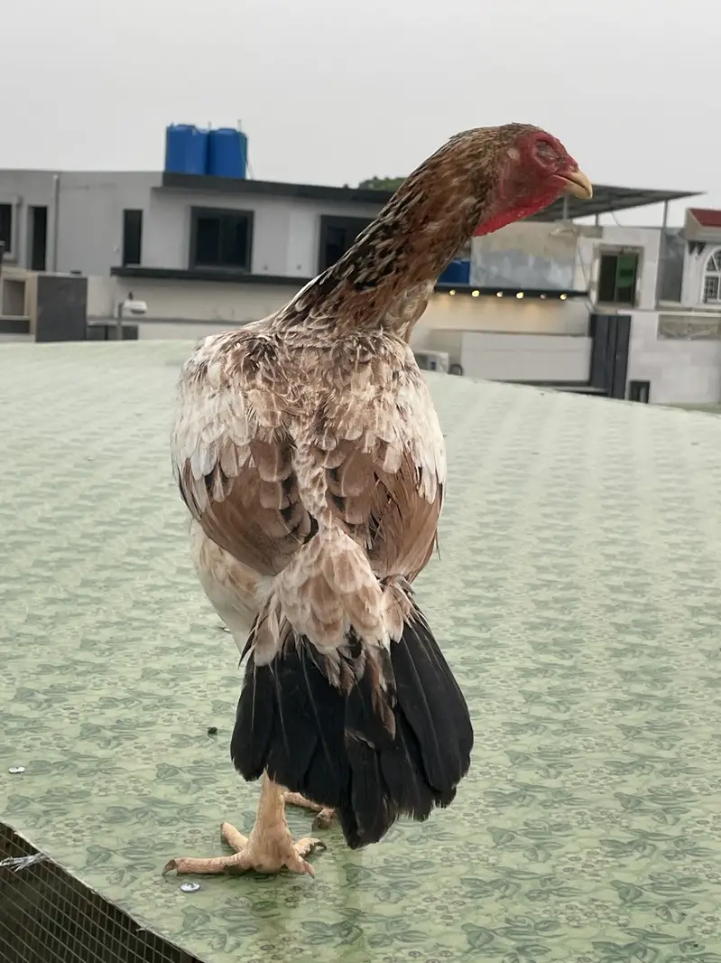 Excellent quality Pakistani aseel breeder female — photo 6