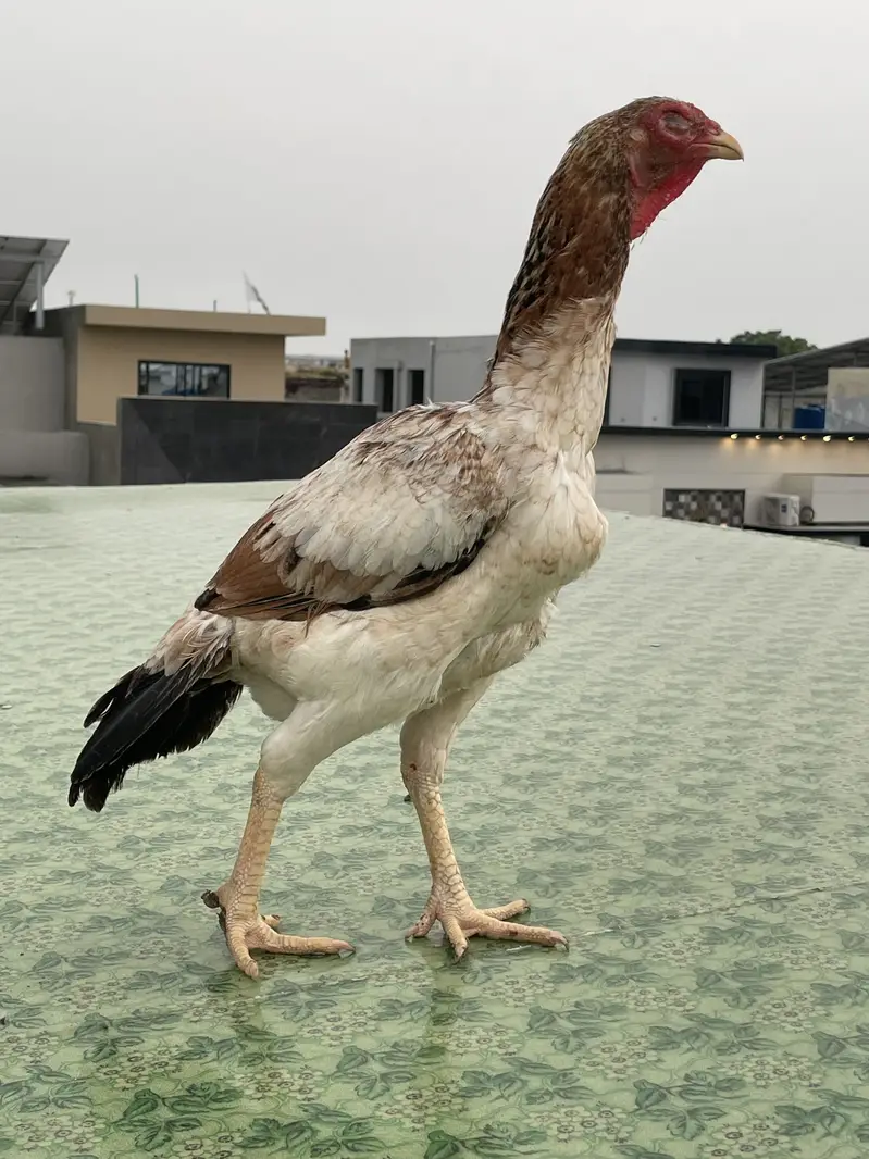 Excellent quality Pakistani aseel breeder female — photo 7