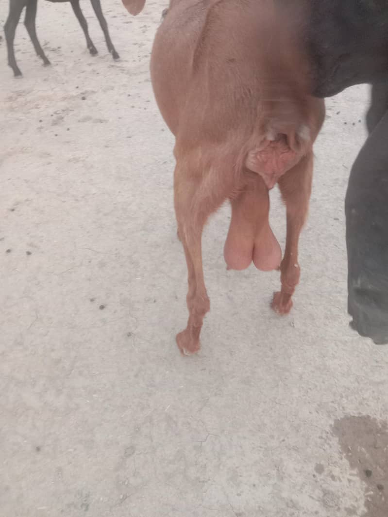 Goat/path/bakri/dogli 0